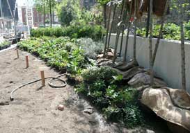 Setting plants out on site, June 2011