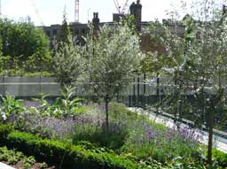 Herb Garden, June 2011